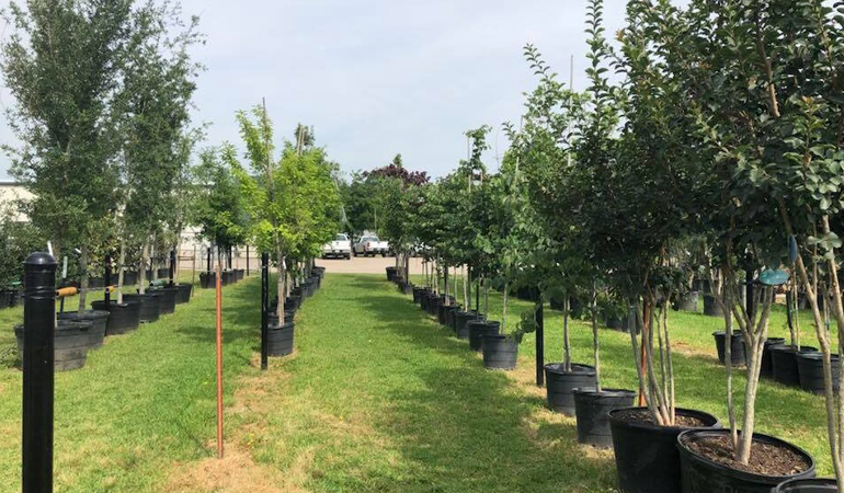 Plantation & Nursery Services